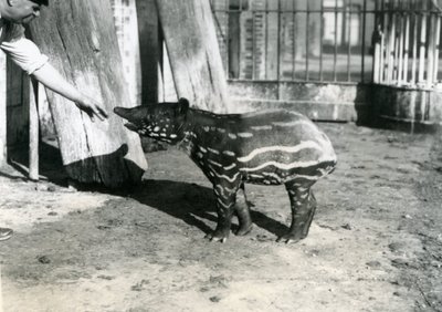 1921年10月18日、ロンドン動物園で飼育係の若いマレーバク 作： Frederick William Bond